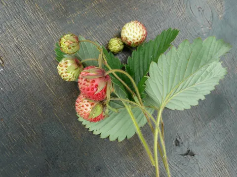 Knackbeere (Fragaria viridis)