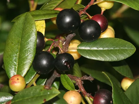 Frangula californica