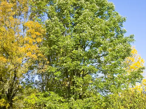 Weiße Esche (Fraxinus americana)