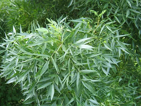 Schmalblättrige Esche (Fraxinus angustifolia)
