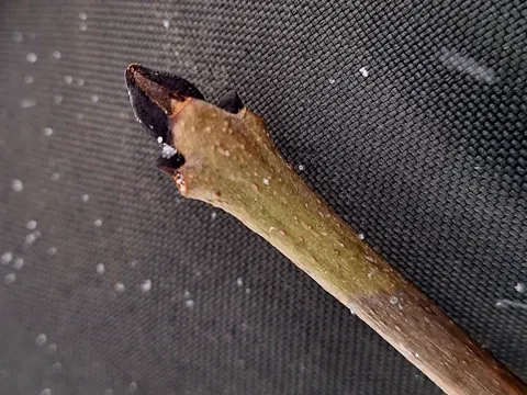Ash