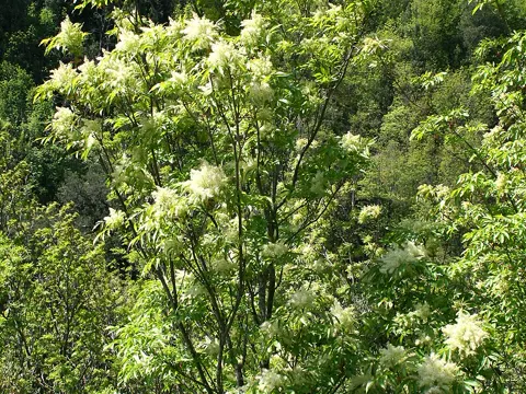 Blumen-Esche (Fraxinus ornus)