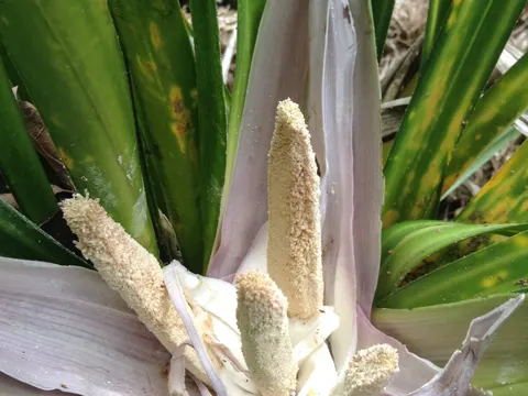 Freycinetia banksii