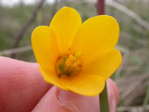 Fritillaria pudica (Fritillaria pudica)