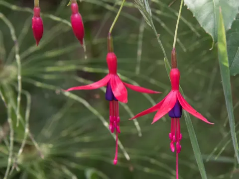 Hartes Fuchsie (Fuchsia magellanica)