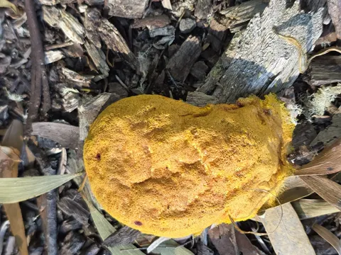 Dog Vomit Slime Mold