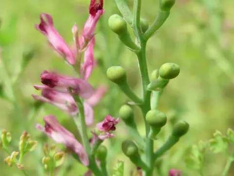 Gewöhnlicher Erdrauch (Fumaria officinalis)