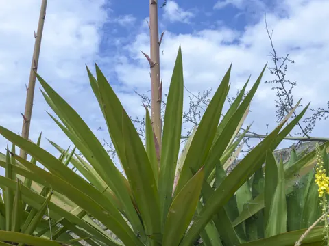 Mauritiushanf