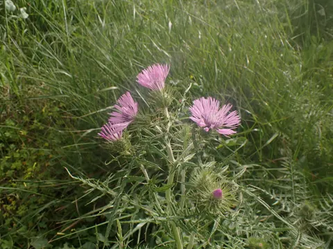 Milchfleckdistel