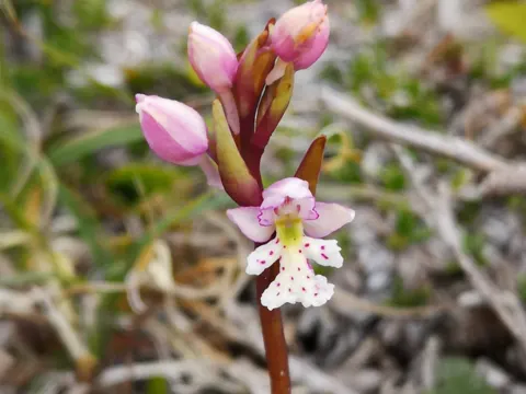 Rundblättrige Waldhyazinthe (Galearis rotundifolia)