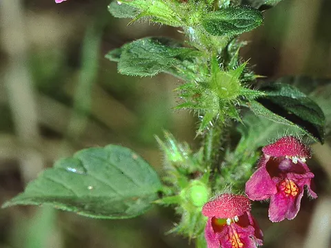 Weichhaariger Hohlzahn (Galeopsis pubescens)