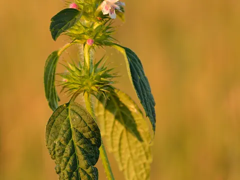 Gewöhnlicher Hohlzahn (Galeopsis tetrahit)