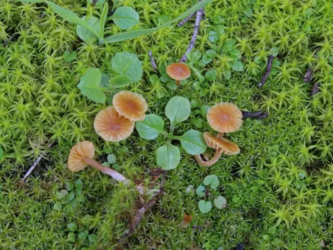 Null (Galerina graminea)