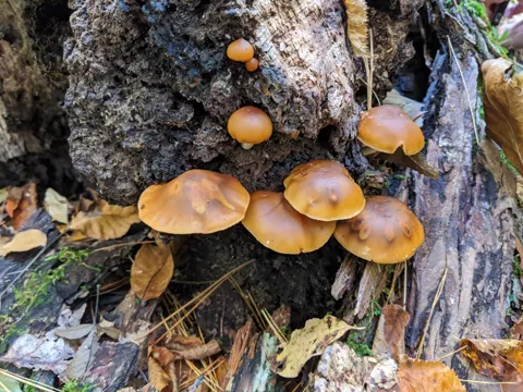 Giftbecher (Galerina marginata)