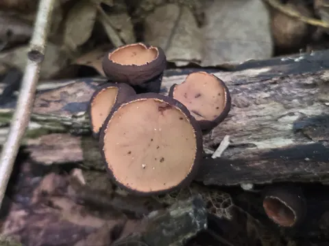 False Morel