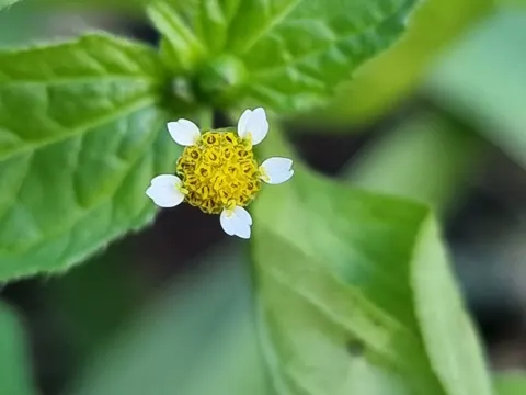 Kleinblütiges Knopfkraut (Galinsoga parviflora)