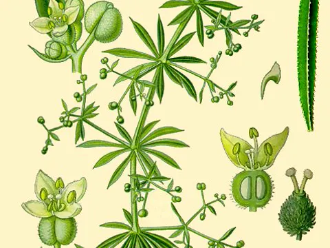 Cleavers