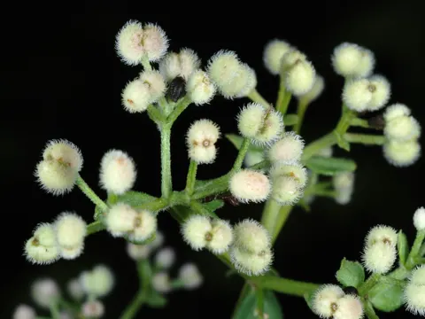 Nordisches Labkraut (Galium boreale)