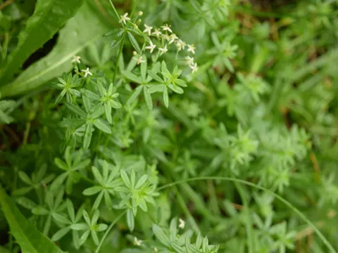 Wiesen-Labkraut (Galium mollugo)