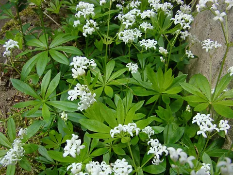 Sweet Woodruff