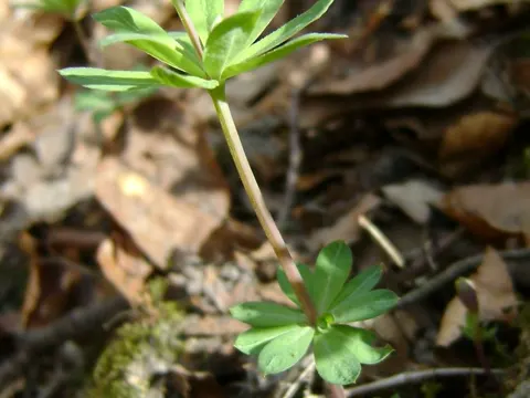 Wald-Labkraut (Galium sylvaticum)