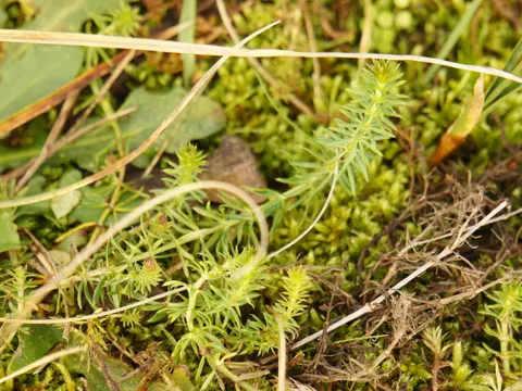 Lady's Bedstraw