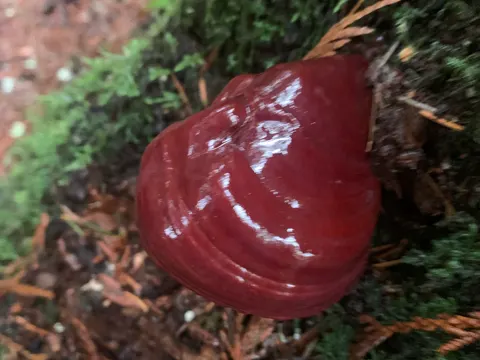 Oregon Polypore (Ganoderma oregonense)