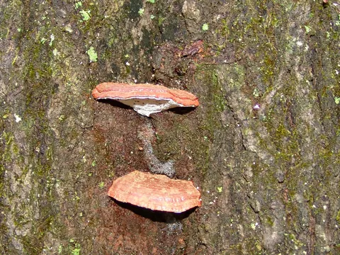 Beeswax Bracket (Ganoderma pfeifferi)