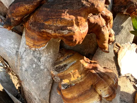 Artist's Conk (Ganoderma zonatum)