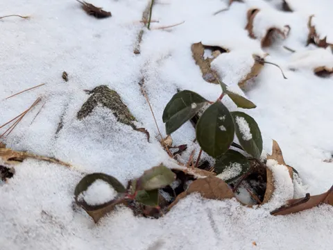 Wintergreen