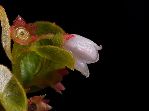 Gaylussacia dumosa