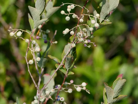 Gaylussacia frondosa