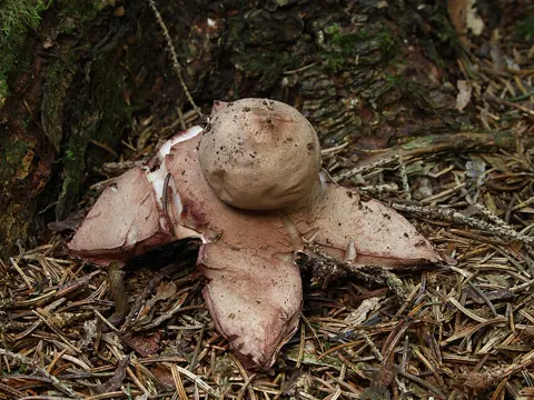 Rotbrauner Erdstern (Geastrum rufescens)