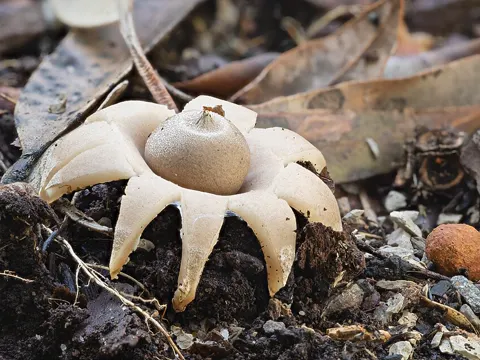 Collared Earthstar