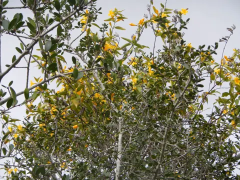 Jessamin (Gelsemium sempervirens)