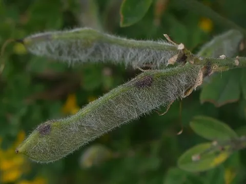 Montpellier-Ginster (Genista monspessulana)