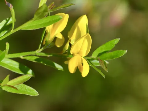 Färber-Ginster (Genista tinctoria)