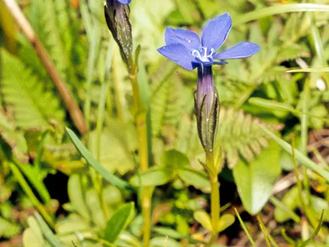 Bavarian Gentian