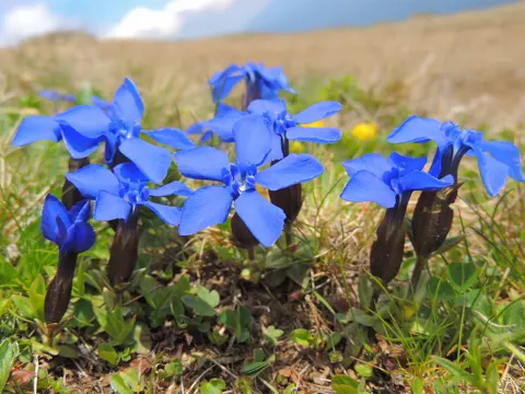 Frühlings-Enzian (Gentiana verna)