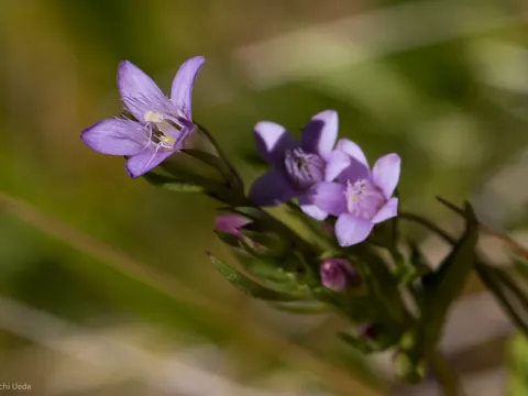 Bitterer Enzian (Gentianella amarella)