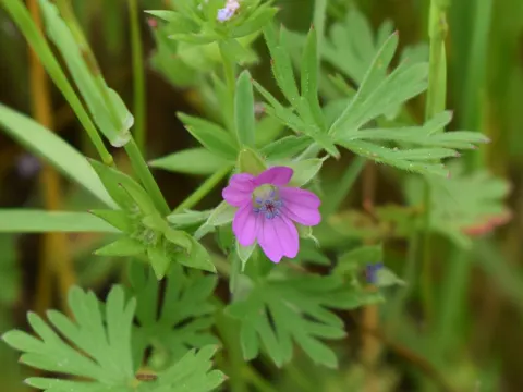 Cut-leaved Crane's-bill (Geranium dissectum)
