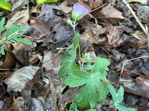 Spotted Geranium