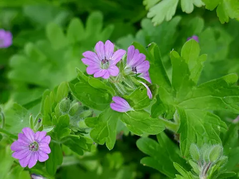 Dove's-foot Crane's-bill (Geranium molle)