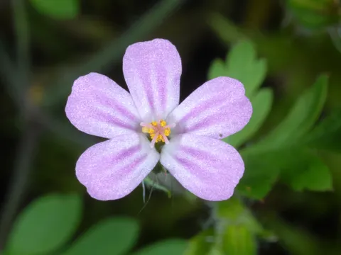 Purpur-Storchschnabel (Geranium purpureum)