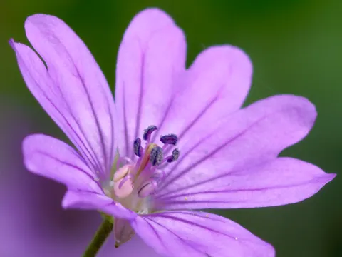 Hedgerow Crane's-bill