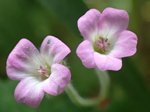 Rundblättriger Storchschnabel (Geranium rotundifolium)