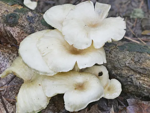 Gerronema strombodes (Gerronema strombodes)