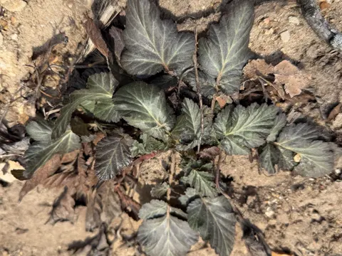 Canada Avens
