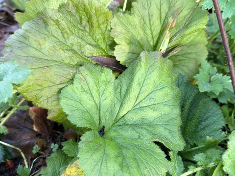 Large-leaved Avens