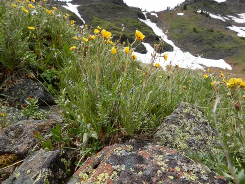 Geum rossii (Geum rossii)